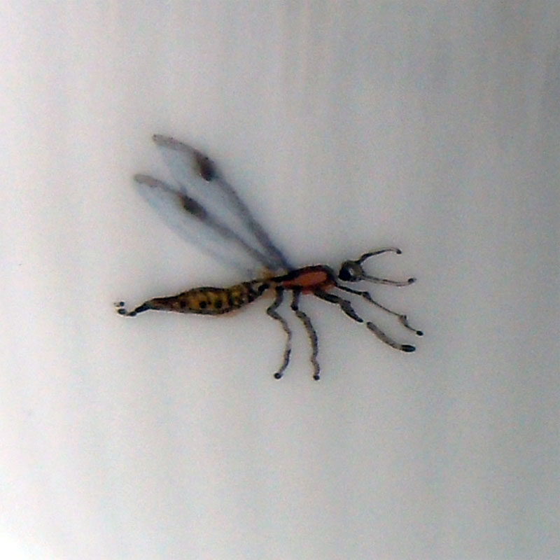 Detail Insekten auf Porzellan