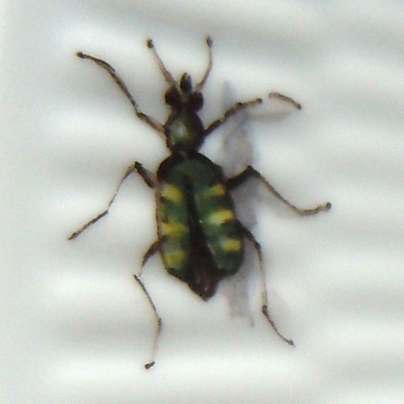 Detail Insekten auf Porzellan