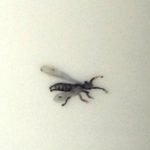 Detail Tränendes Herz Rückseite