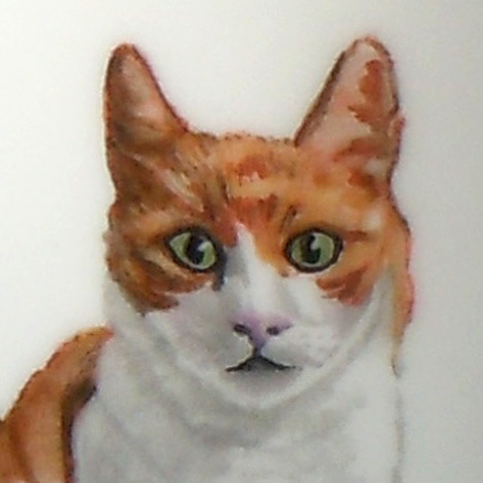 katze vergrößerte Detailansicht