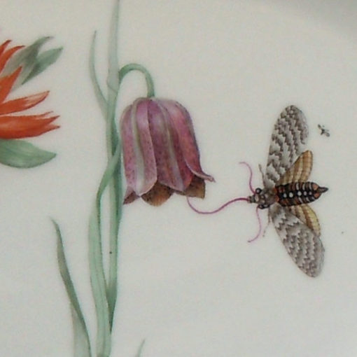 anemone schachblume