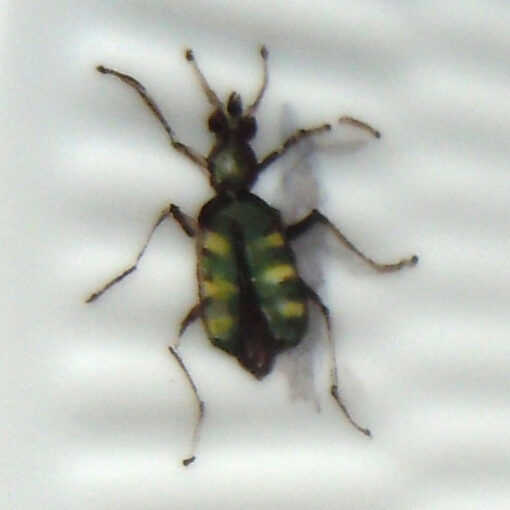 Detail Insekten auf Porzellan