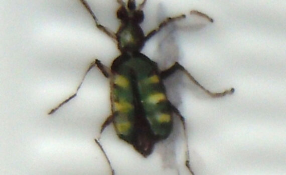 Detail Insekten auf Porzellan