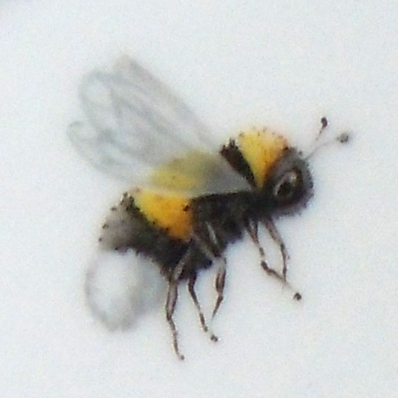 Hummel