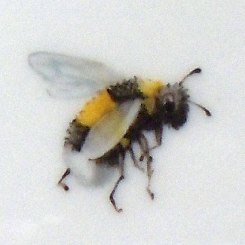Hummel
